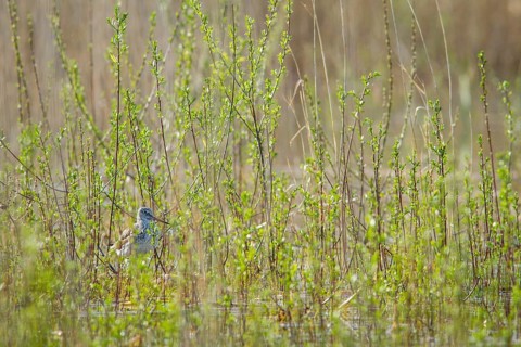Common Greenshank (Tringa nebularia), walking on marsh, Galicia, Spain