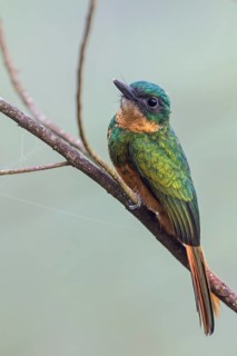 Rufous-tailed Jacamar (Galbula ruficauda) perched on a branch in the Atlantic rainforest of