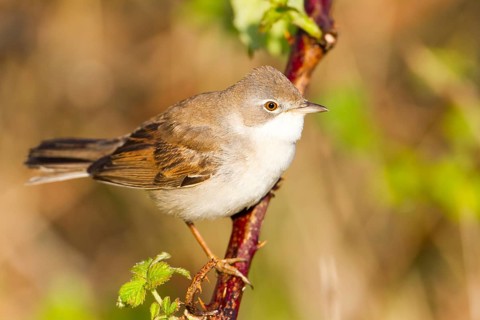 Common Whitethroat (Sylvia communis), Baden-Wuerttemberg, Germany