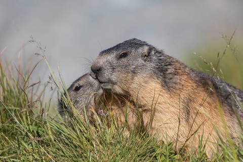 One young Alpine Marmot, Marmota marmota, begging for food. Licking the snout of his mom. Green