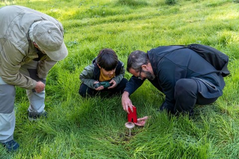A grandfather, father, and young boy examine a wild mushroom in a grassy forest clearing. The