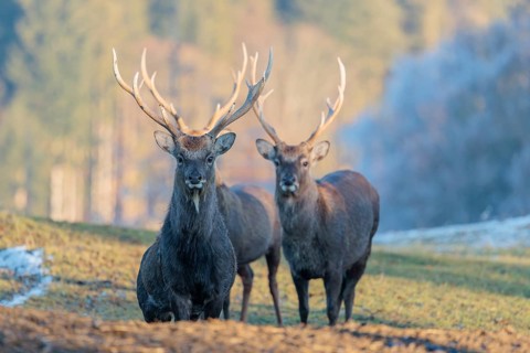 Three Japanese sika deer stags (Cervus nippon nippon) stand on a meadow in hilly terrain. A blue