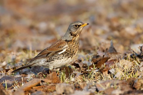 Fieldfare (Turdus pilaris), Brandenburg, Germany