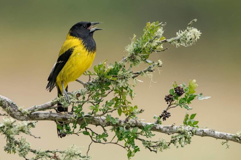 Audubon's Oriole (Icterus graduacauda) male singing, perched on a branch, Texas, USA