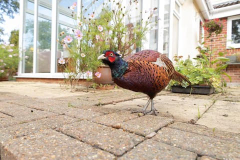 Common or Ringed-necked pheasant (Phasianus colchicus) adult male bird on an urban garden patio,