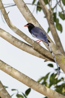 Red-billed Blue Magpie (Urocissa erythroryncha), Khao Yai, Thailand