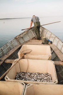 Fisherman on a boat using traditional methods for herring in the Baltic Sea, Carnikava, Latvia. The