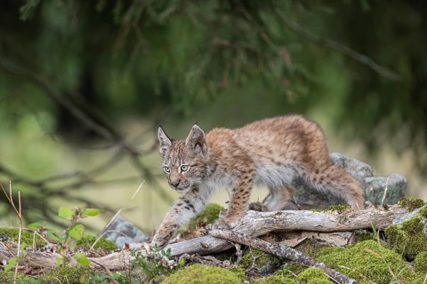 One young (10 weeks old) male Eurasian lynx, (Lynx lynx), walking over mossy rocks at a forest edge