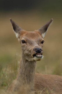 Red deer (Cervus elaphus) adult female hind animal portrait, Surrey, England, United Kingdom