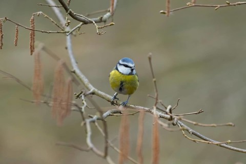 Blue tit (Cyanistes caeruleus) adult garden bird fon a Alder tree amongst catkins in winter,