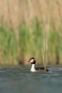 Great Crested Grebe (Podiceps cristatus), North Rhine-Westphalia, Germany