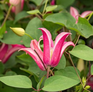 Clematis 'Princess Diana', Plantarium 2016, Netherlands