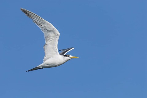Greater Crested Tern (Thalasseus bergii) flying, Western Cape, South Africa