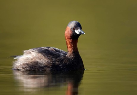 Little Grebe (Tachybaptus ruficollis), Mecklenburg-Western Pomerania, Germany