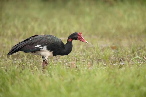 Spur-winged Goose (Plectropterus gambensis), Ethiopia