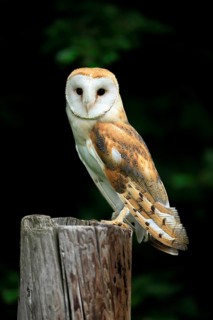 Barn owl (Tyto alba), adult, alert, on guard, Šumava, Czech Republic
