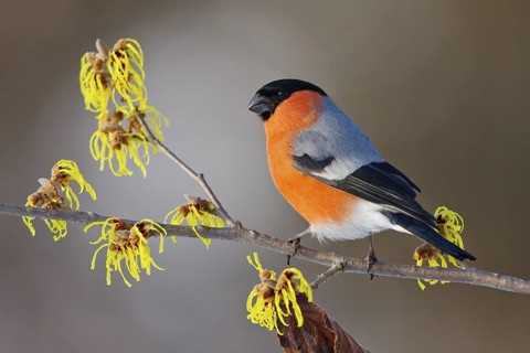 Eurasian Bullfinch (Pyrrhula pyrrhula) male, Carinthia, Austria