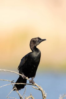 Pygmy Cormorant (Microcarbo pygmeus) perched on a branch, Romania