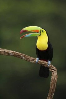 Keel-billed Toucan (Ramphastos sulfuratus), Costa Rica