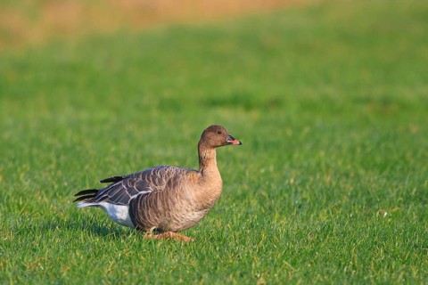 Pink-footed Goose (Anser brachyrhynchus), Netherlands