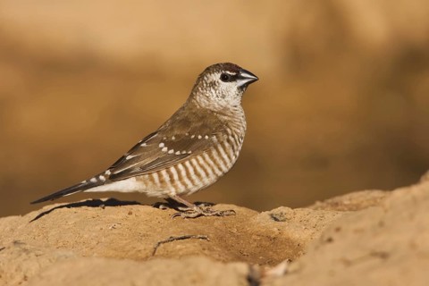 Plum-headed Finch (Neochmia modesta) female, Queensland, Australia