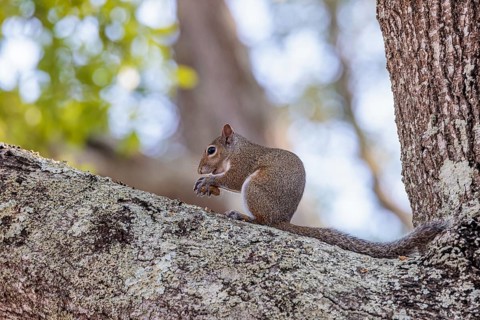 Grey squirrel sitting on a tree branch eating a peanut
