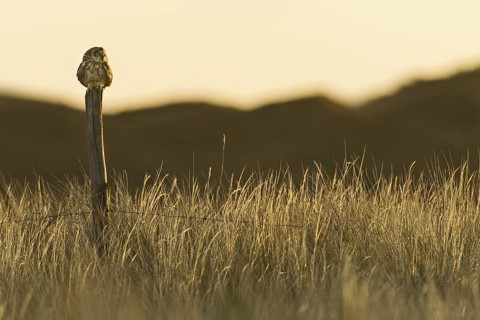 Short-eared Owl (Asio flammeus), Texel, Netherlands
