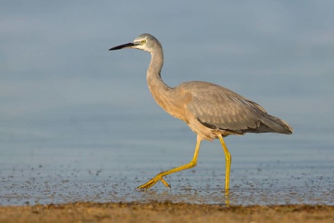 White-faced Heron (Egretta novaehollandiae), Victoria, Australia