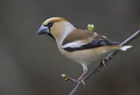 Hawfinch (Coccothraustes coccothraustes) male, Saxony, Germany