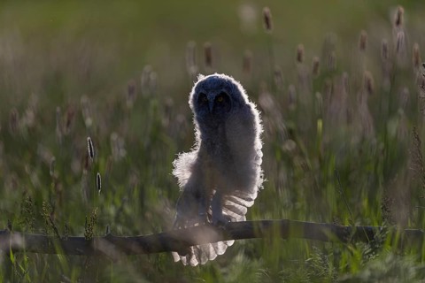 One young long-eared owl (Asio otus), sitting on a branch that is lying in a meadow. Green