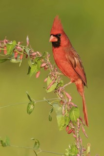 Northern Cardinal (Cardinalis cardinalis) male, Texas, USA