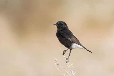 Mourning Wheatear (Oenanthe lugens warriae) perched on a branch, Arava Valley, Israel