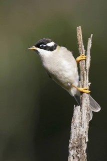 Black-chinned Honeyeater (Melithreptus gularis), Victoria, Australia