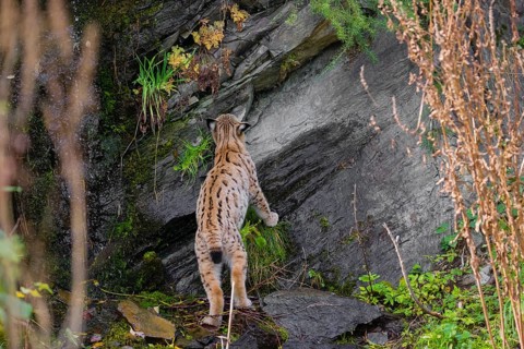 A Eurasian lynx, (Lynx lynx) stands at a very small cascade