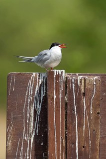 Common tern (Sterna hirundo) adult bird calling on a wooden fence in the summer, England, United