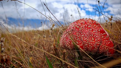 Red fly agaric (amanita muscaria) in a grassy field under a cloudy sky, Stepantsminda, Caucasus,