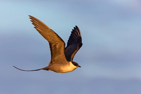 Falkenraubmöwe, Long-tailed Skua, Long-tailed Jaeger, Stercorarius longicaudus, Labbe à longue