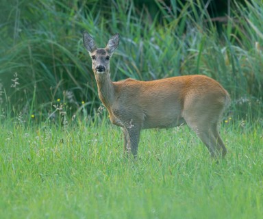 Roe deer (Capreolus capreolus), doe standing in a meadow and looking attentively, wildlife, Lower