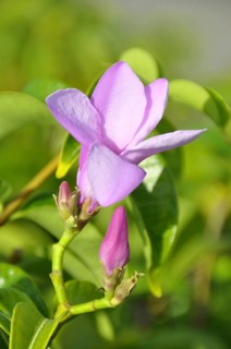 Rubber vine (Cryptostegia grandiflora), inflorescence, Cuba, Caribbean