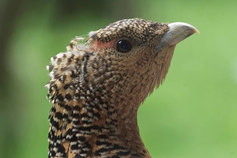 Western Capercaillie (Tetrao urogallus) female, Bavaria, Germany
