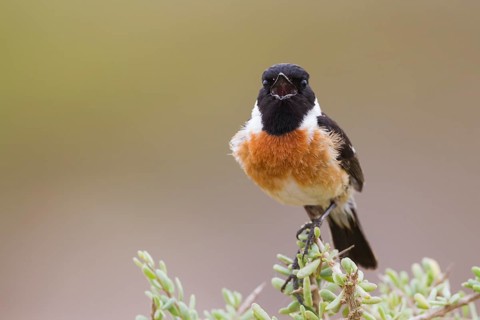 European Stonechat - Schwarzkehlchen - Saxicola torqatus ssp. rubicola, Morocco, adult male