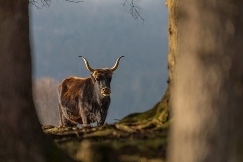 One male aurochs or urus or ure (Bos primigenius), standing at a forest edge on a sunny day