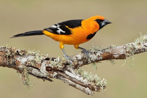 Altamira Oriole (Icterus gularis), Texas, USA
