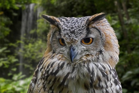 Indian eagle-owl (Bubo bengalensis), rock eagle-owl, Bengal eagle-owl horned owl species native to