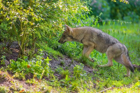 A male eurasian gray wolf (Canis lupus lupus) enters the forest