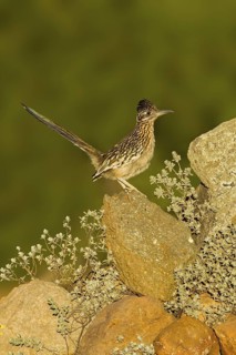 Greater Roadrunner Geococcyx californianus Amado, Santa Cruz County, Arizona, United States 20 May
