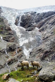 Two sheep (Ovis gmelini aries) on a steep mountain meadow in front of a glacier, mountain landscape