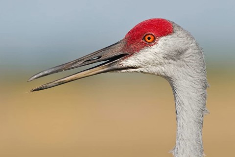 Sandhill Crane (Antigone canadensis), Florida, USA