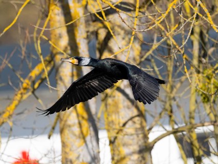 Common Cormorant (Phalacrocorax carbo), adult in breeding plumage, in flight, Hesse, Germany