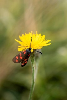 Six-spot burnet (Zygaena filipendulae), Switzerland